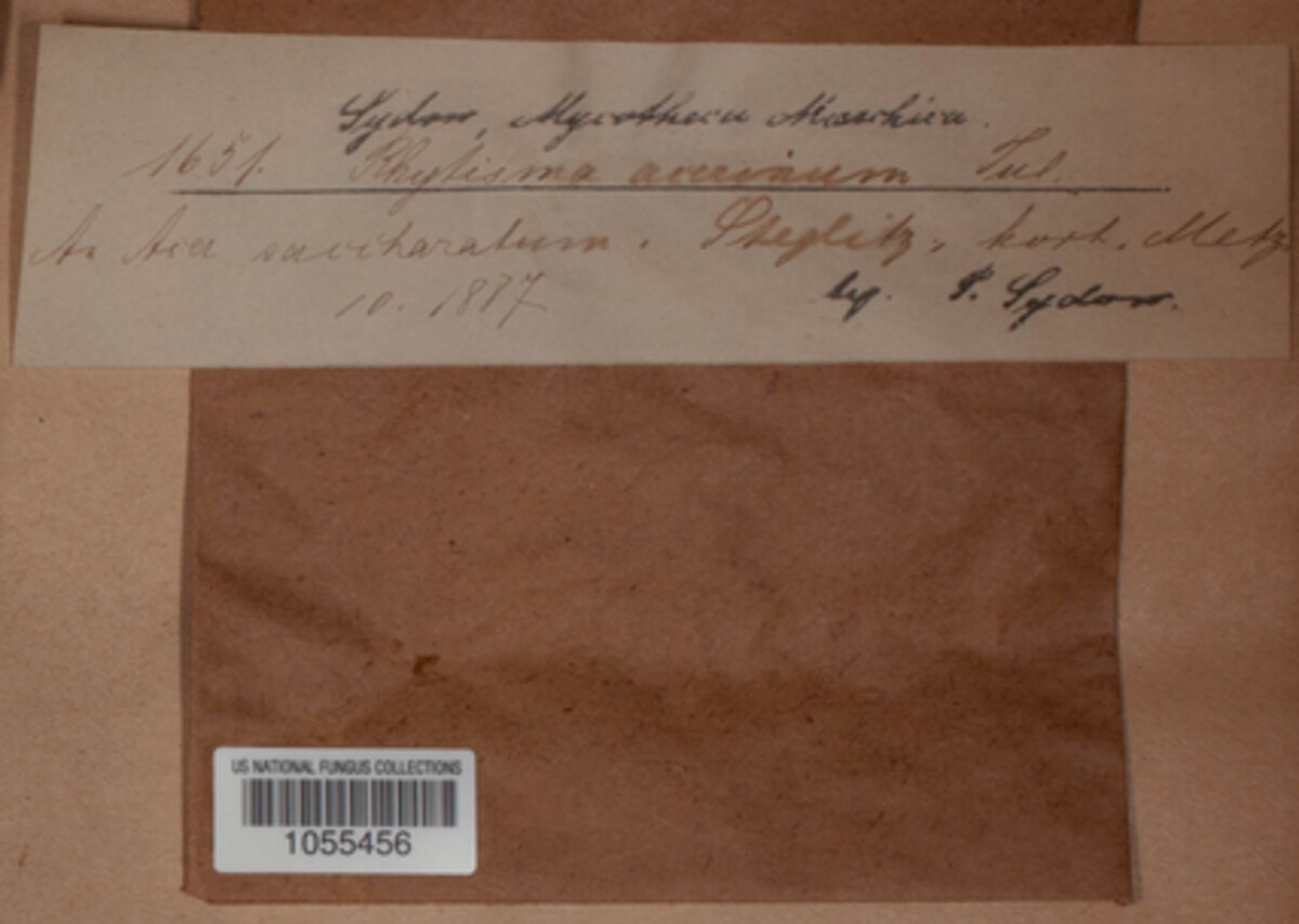 Rhytisma acerinum image